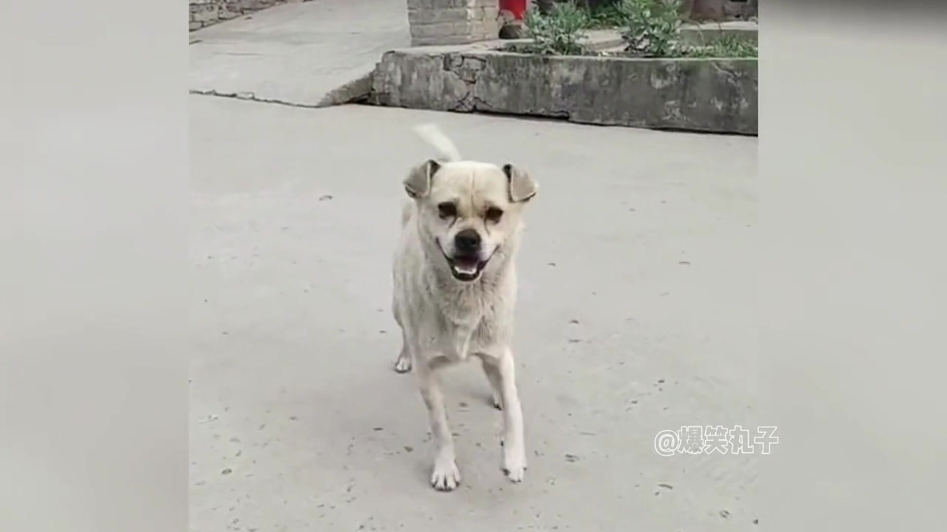 @Y&ecirc;u th&uacute; cưng