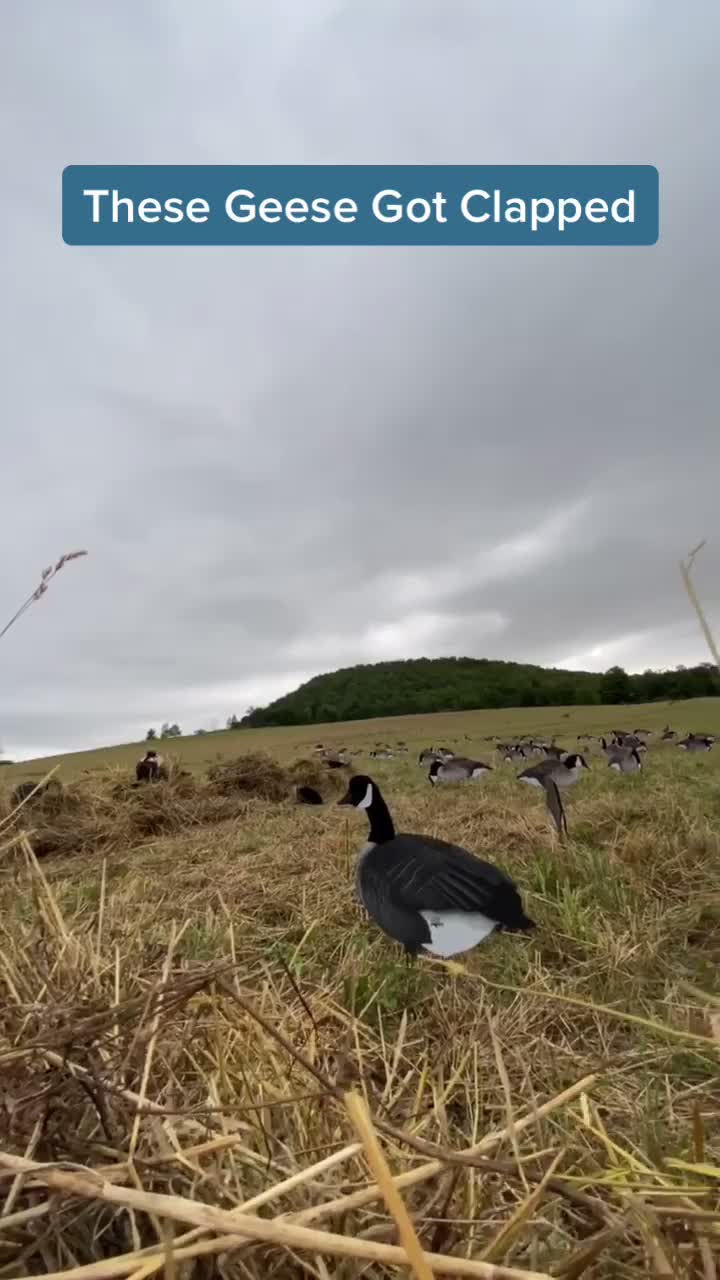 @Flatline Fowl