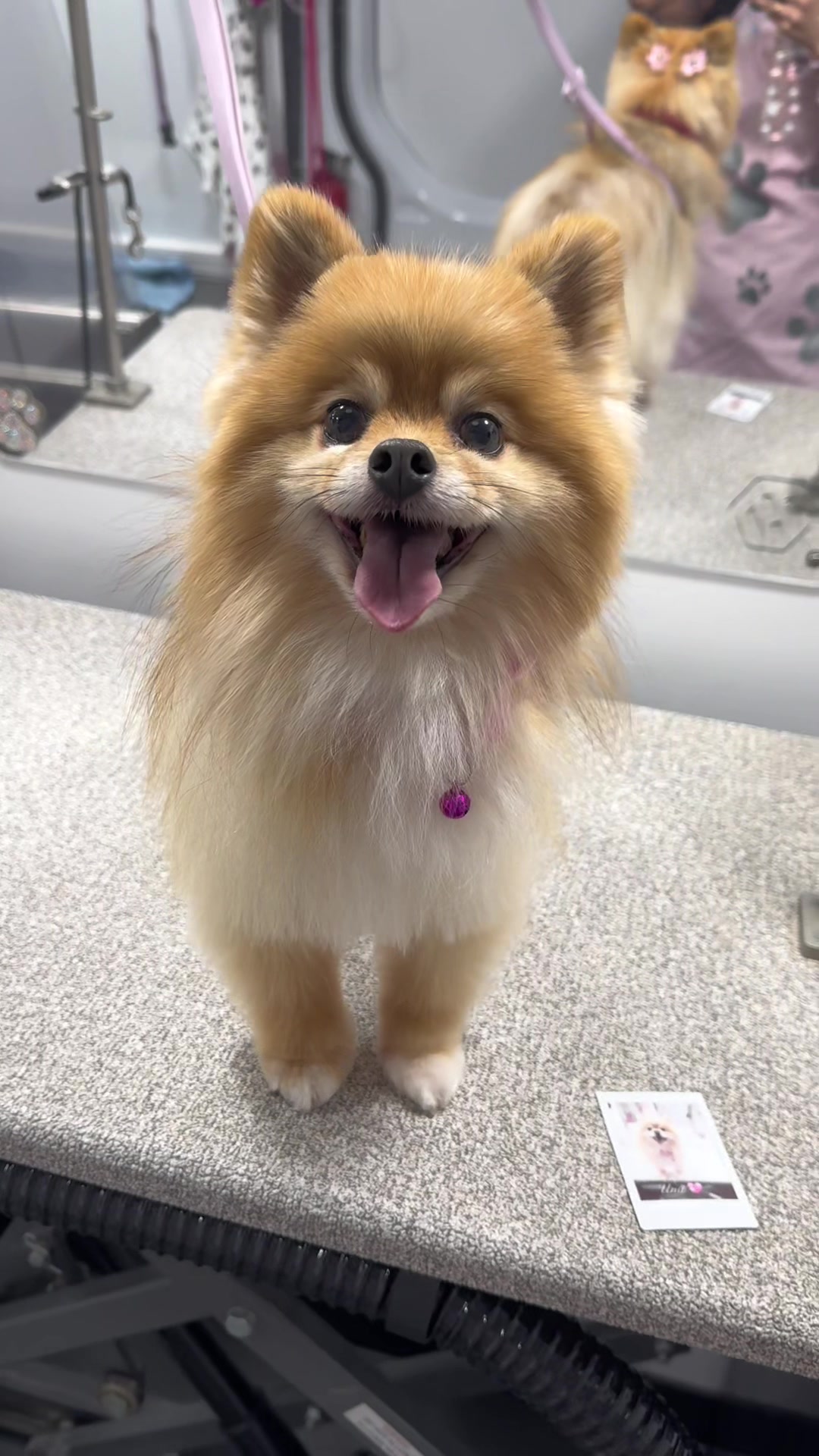 @the_Pawfectionist