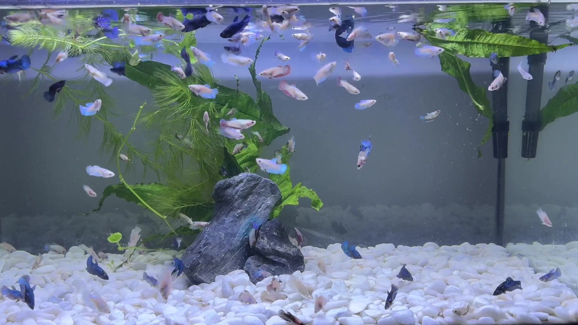 @HCw Betta