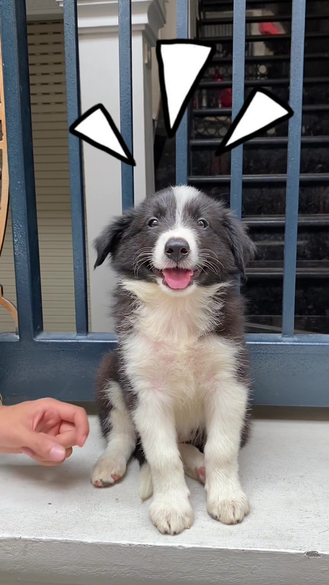 @PetHouse - Thế giới Pet