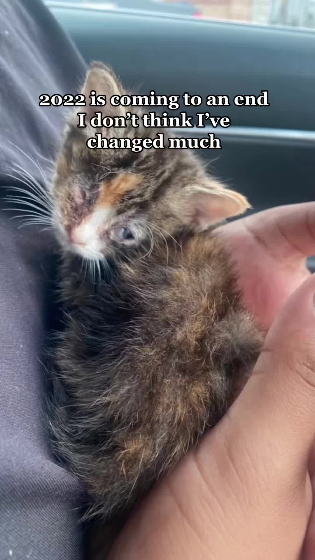 @Cat videos