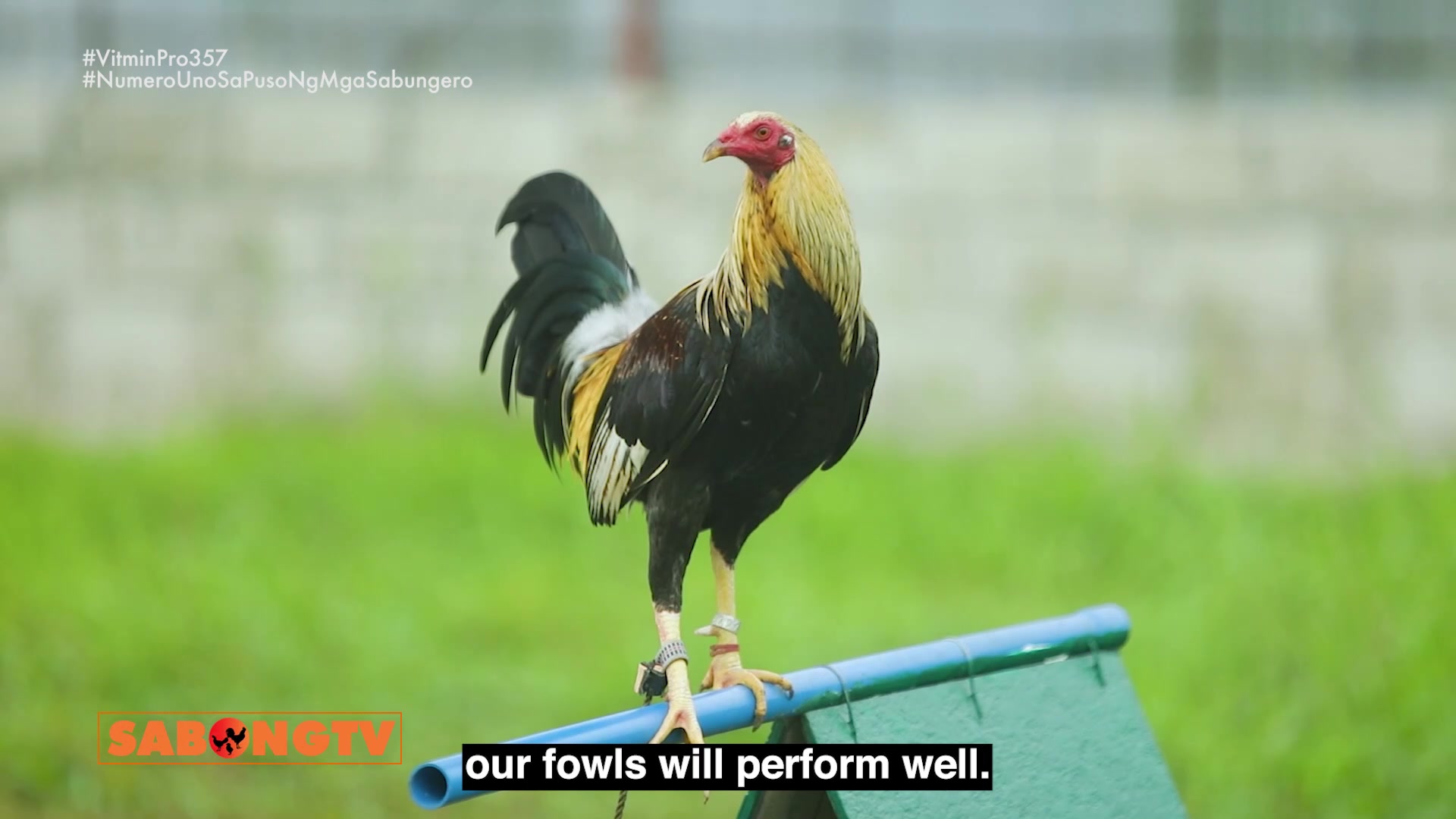 @Battlecock Livestock Products