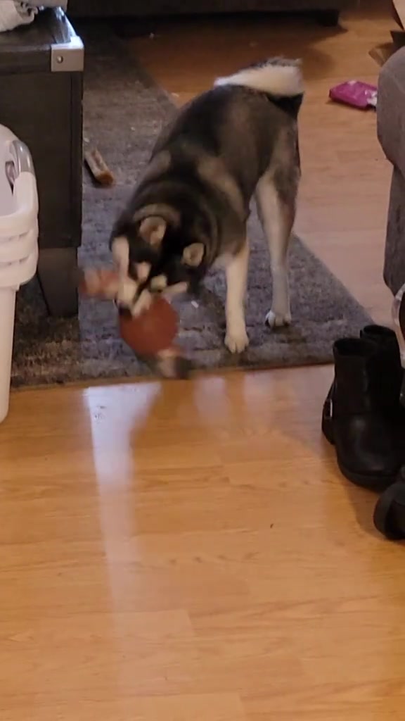 @Hersheytheminihusky