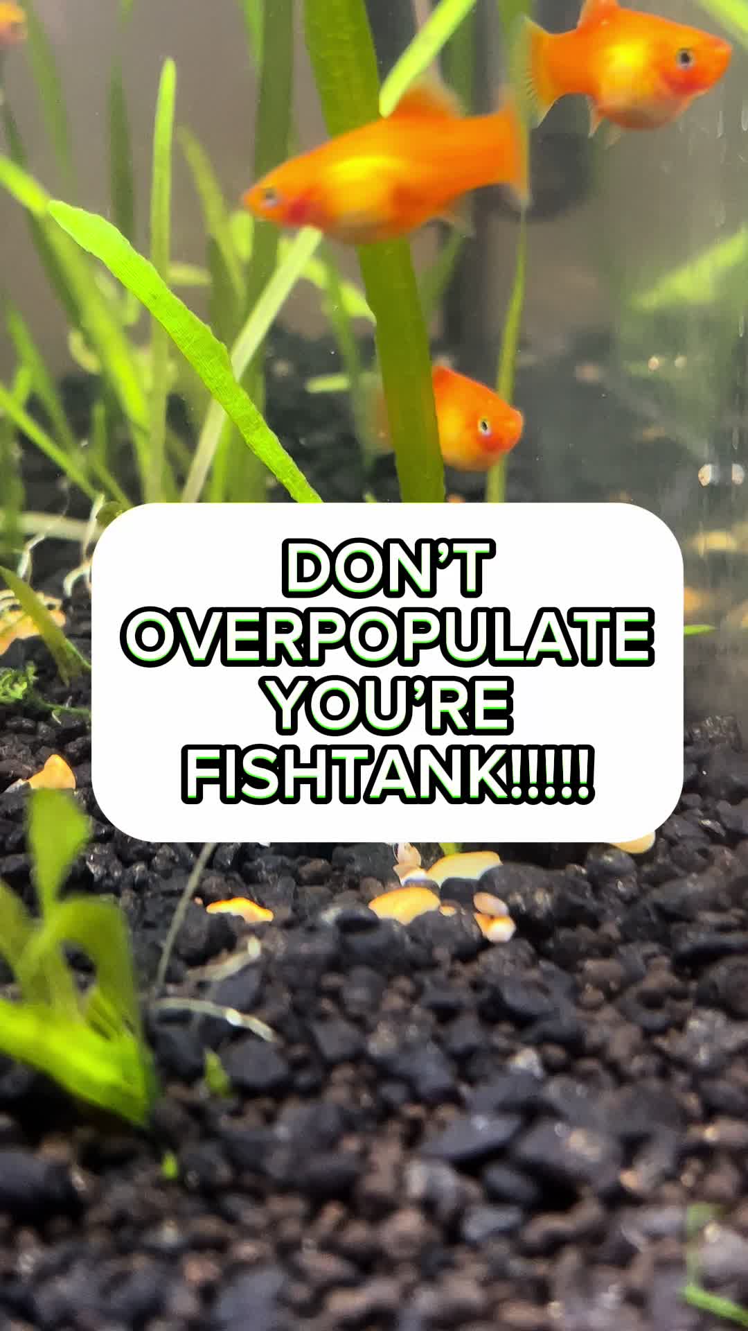 @AquahavenChicago