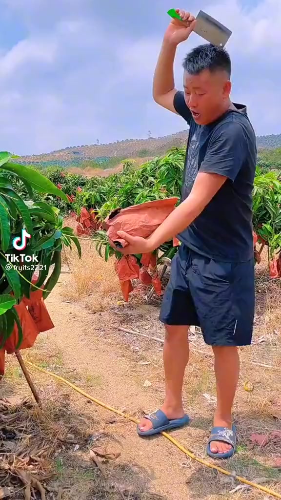 @🍎🍓🍒🍊🍍