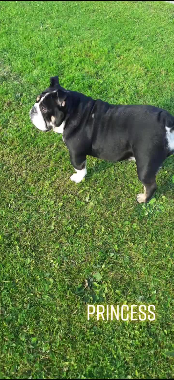 @threedogsanjenny