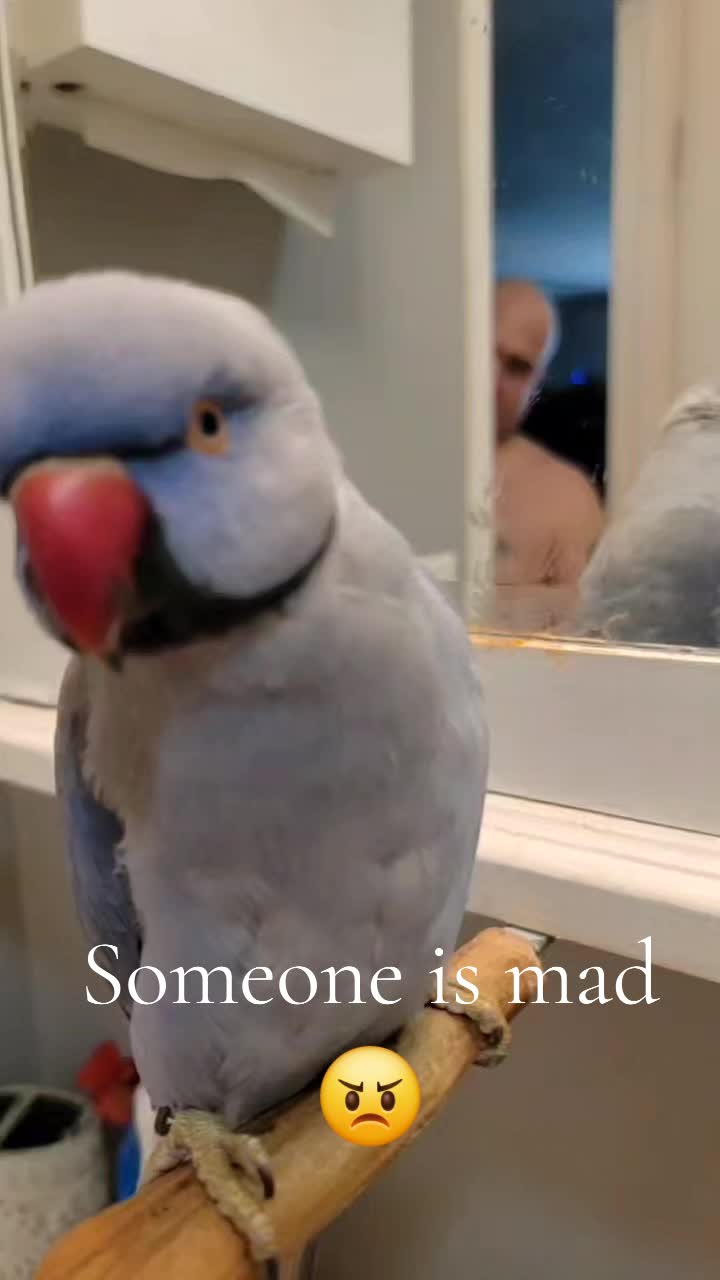 @lilotheparrot & Sky