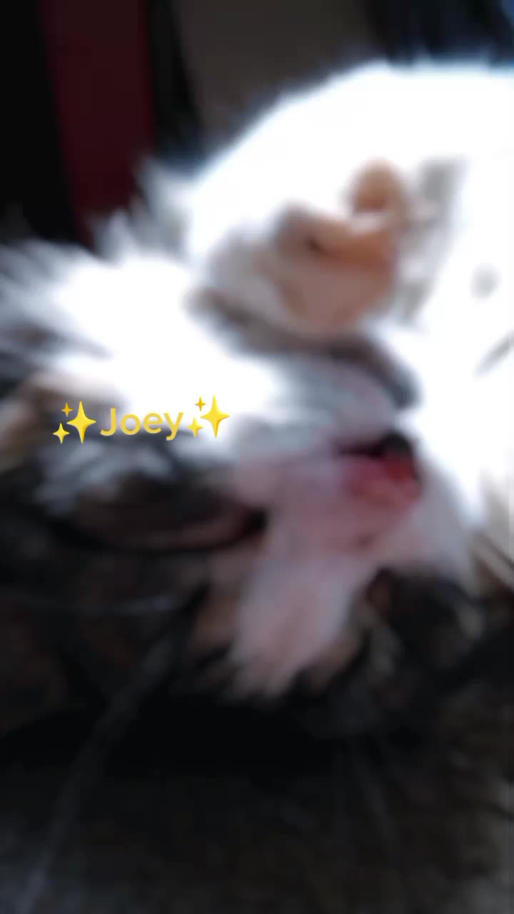 @Jay.Cat.2013