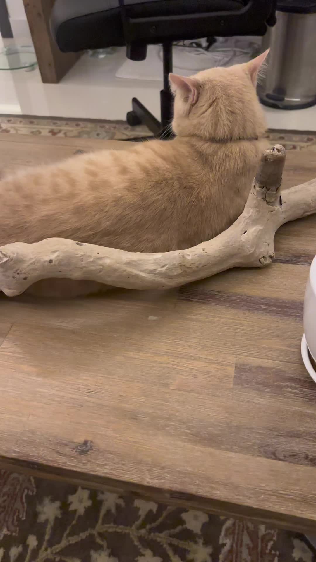 @Gandalf the Cat