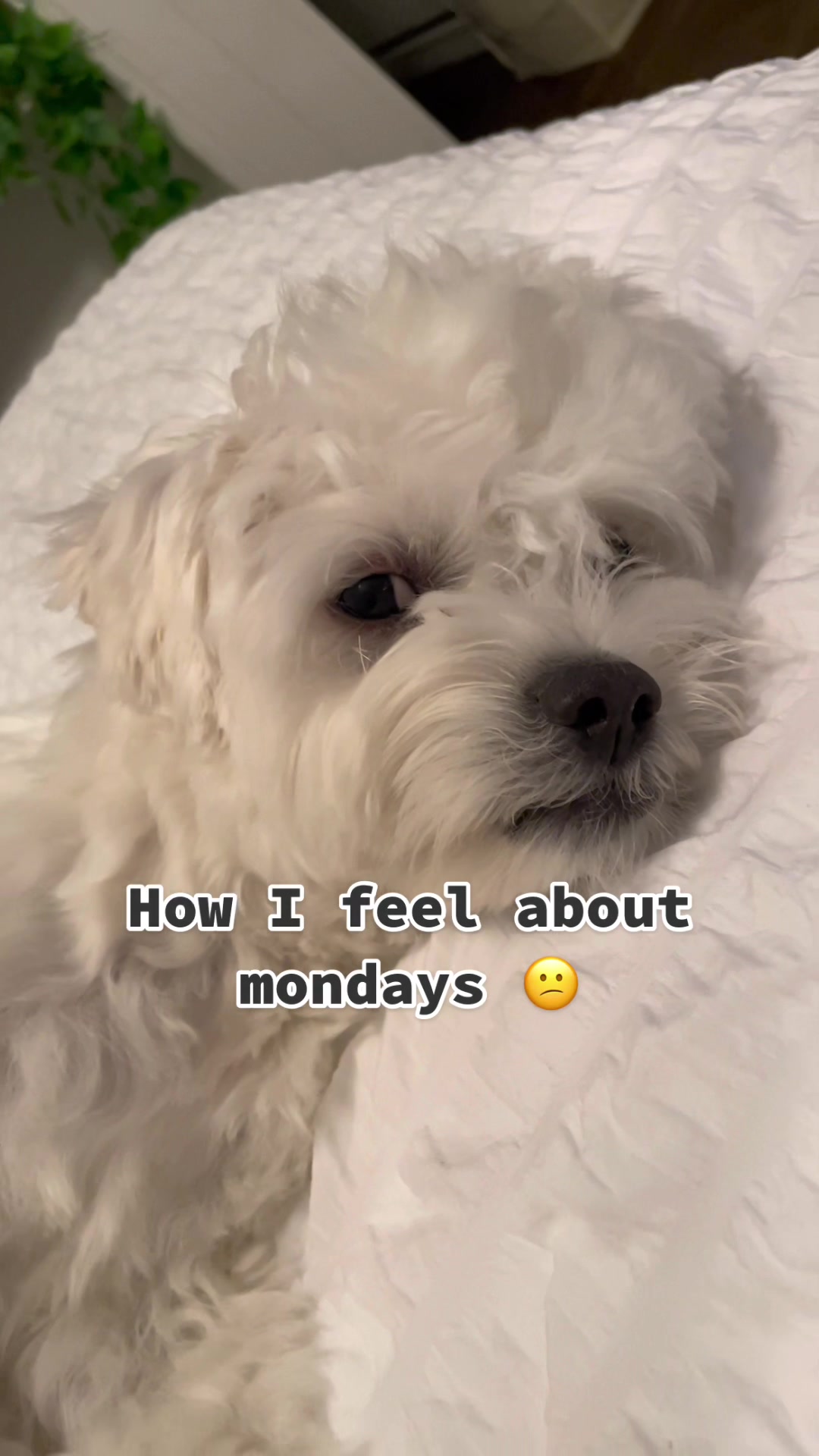 @Cloud the Dog