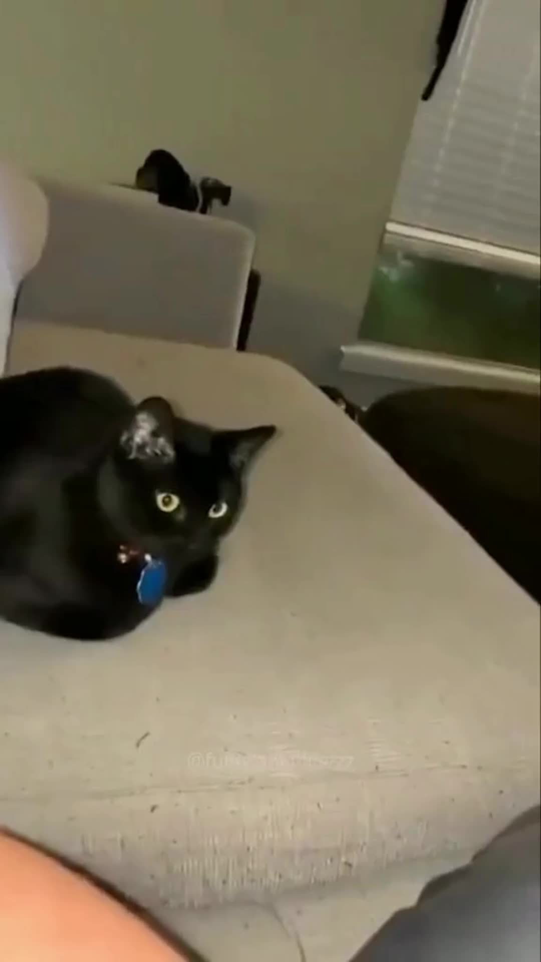 @Pet Guru