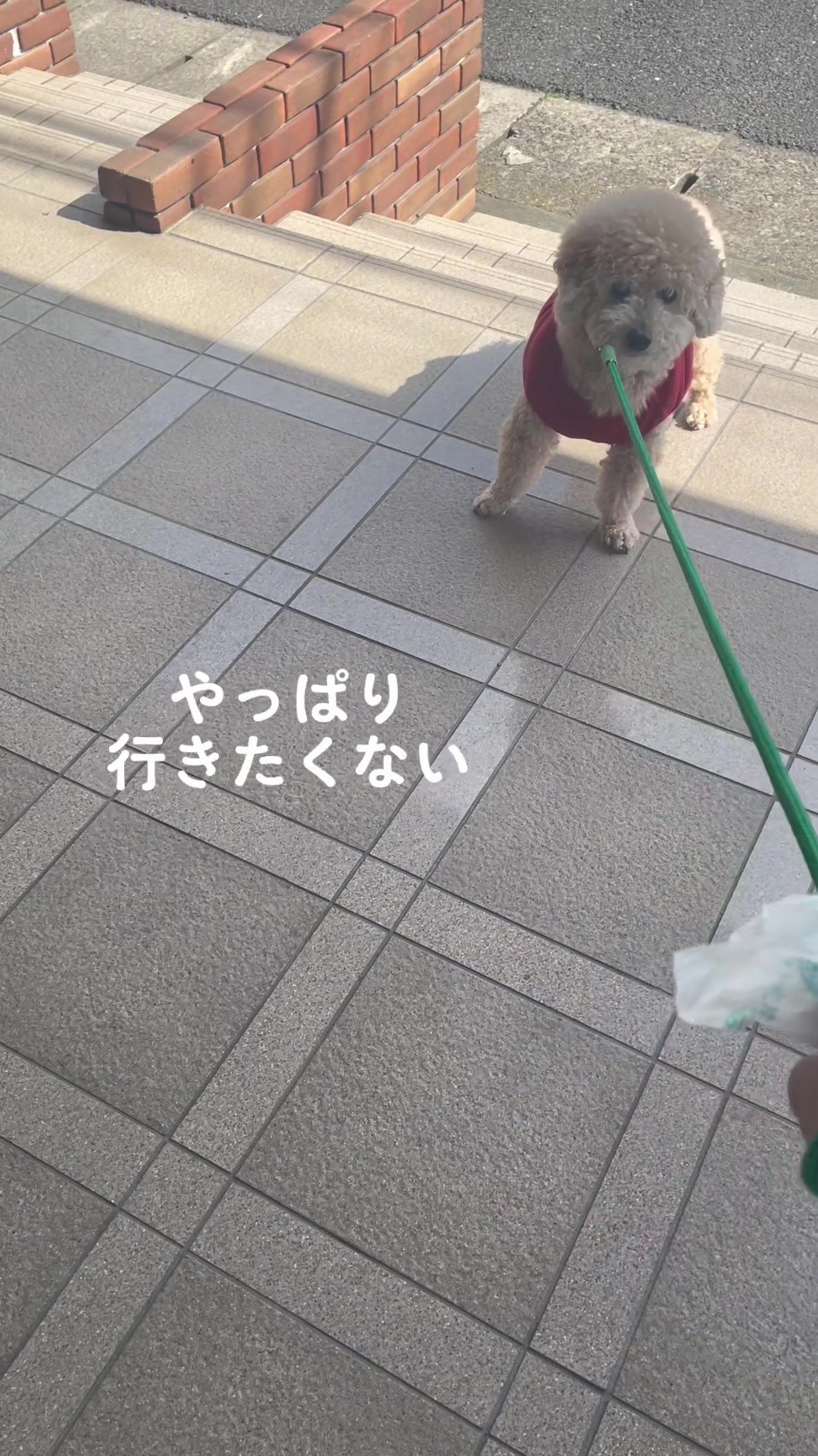 @きなこ