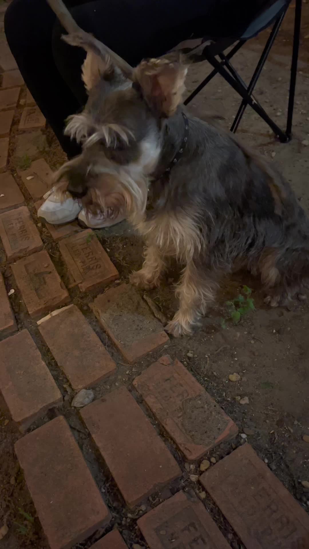@🐶🐾