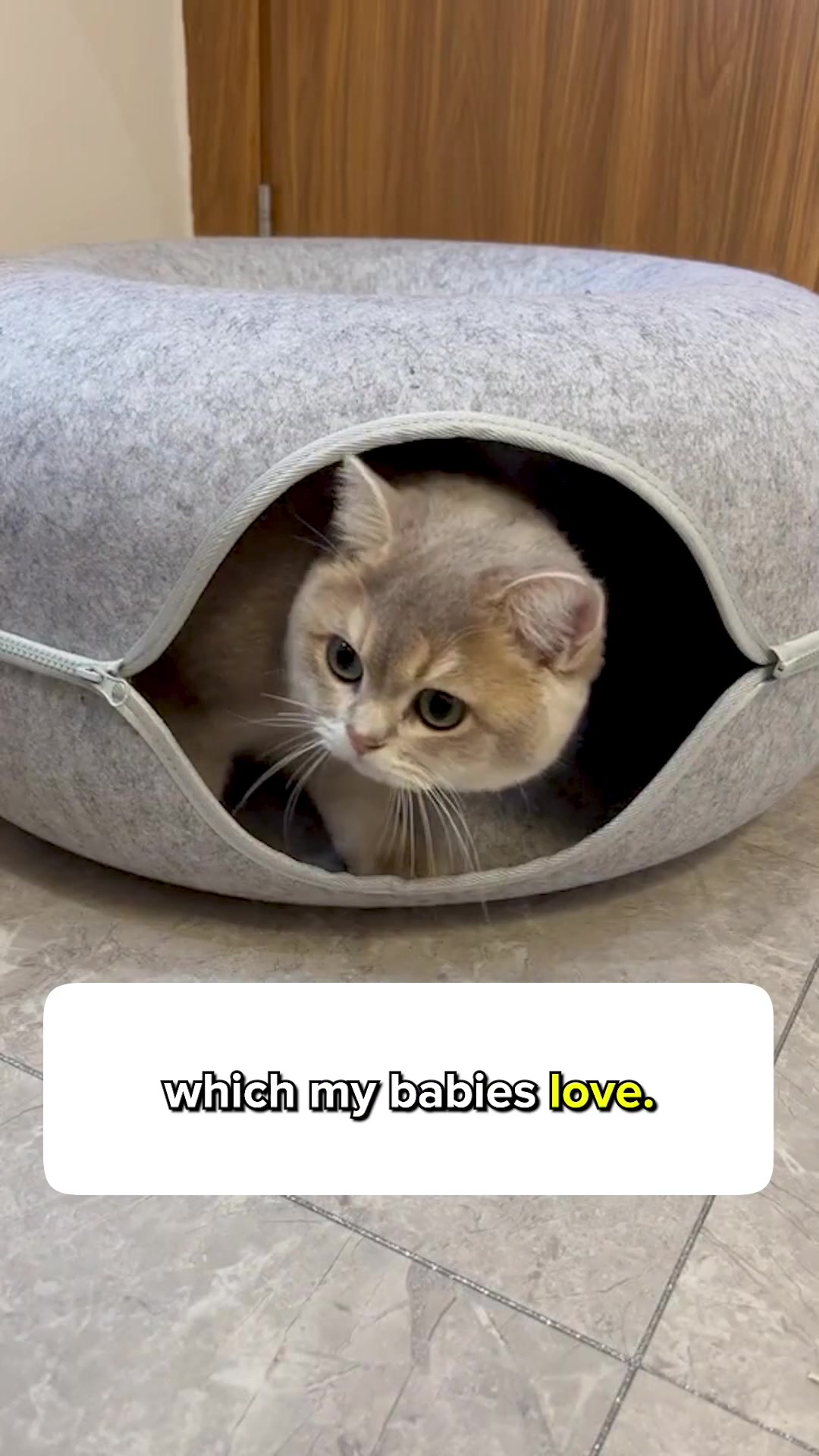 @Cats Paradise 😻