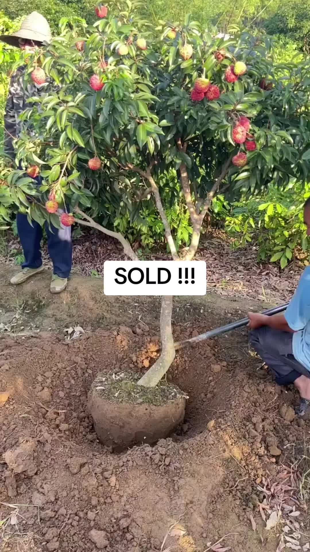 @cacaourell
