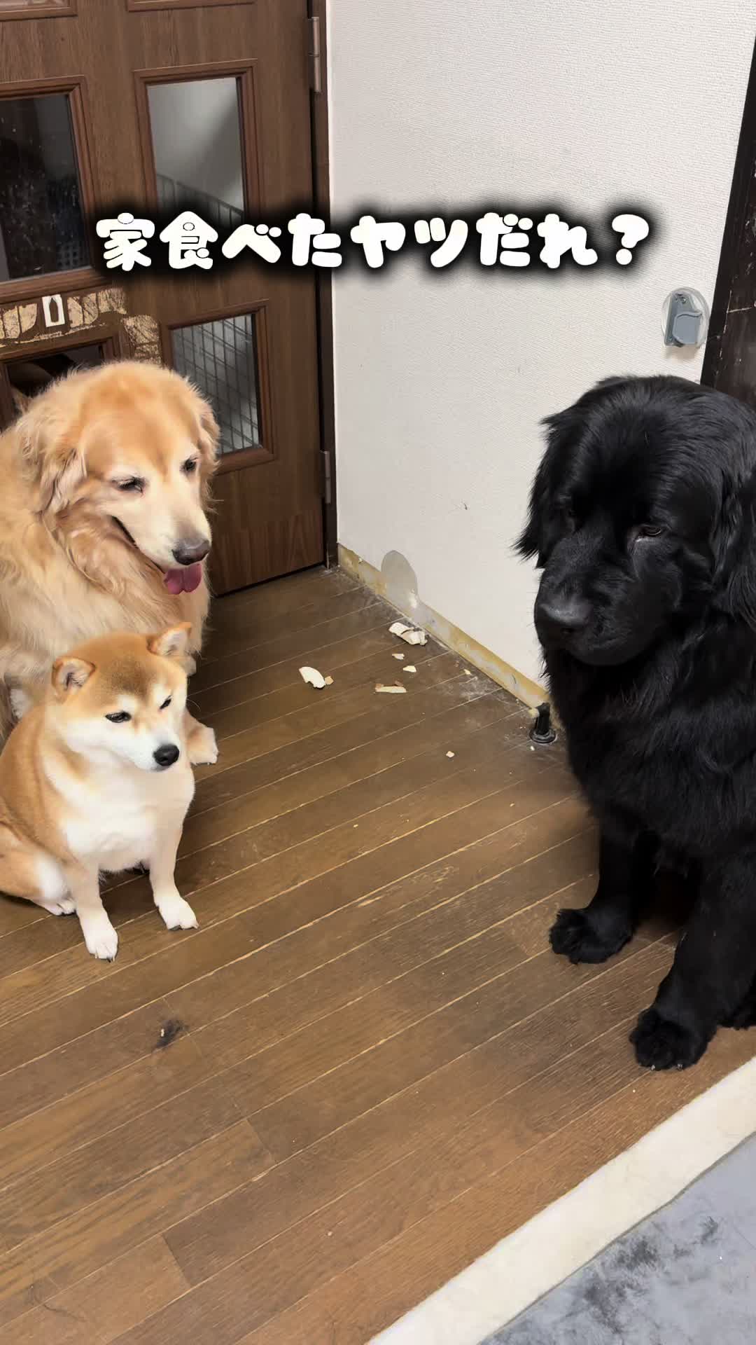 @ムックパパ🔶🐾