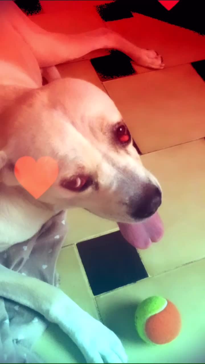 @I_miei_animali❤️