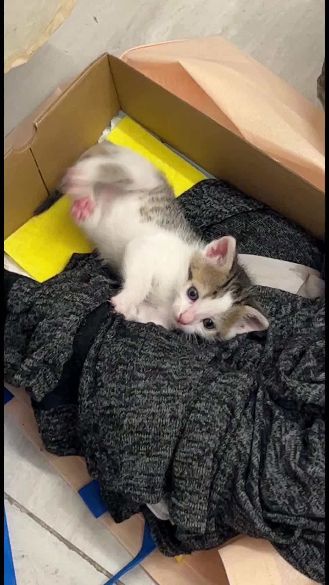 @Orbit_the_cat