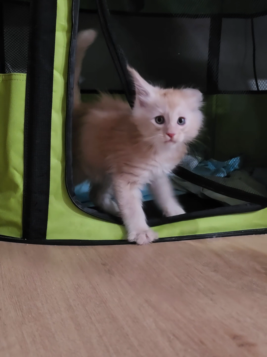 @Peaky Claws Cattery