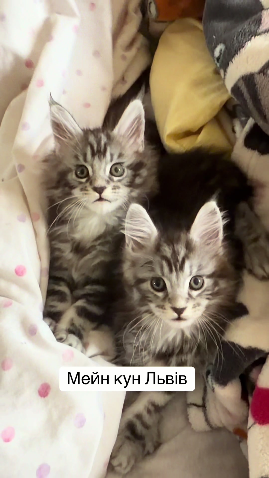 @PARAKENTOS*UA Maine coon