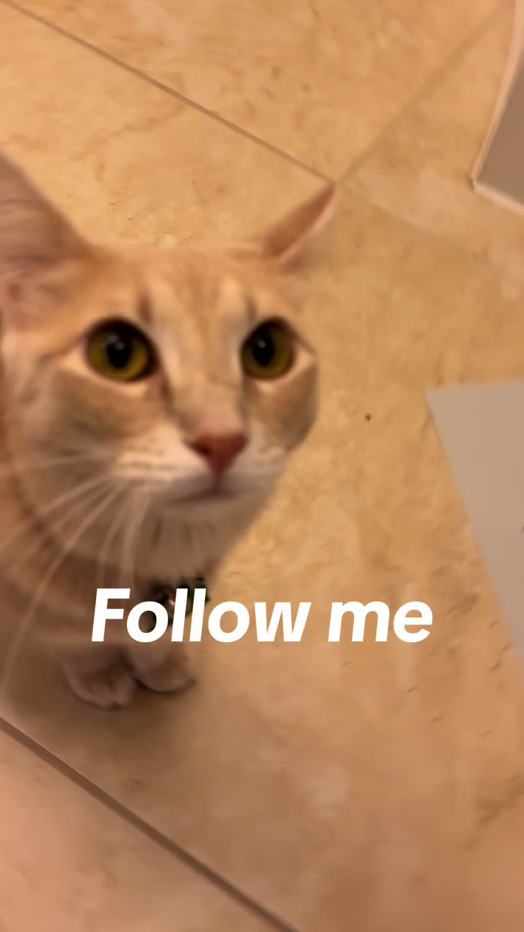 @roti_the_cat