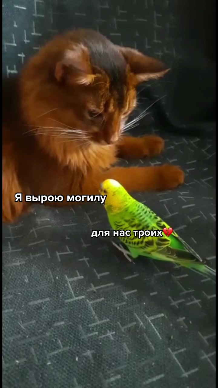 @Ярослава Артемьева