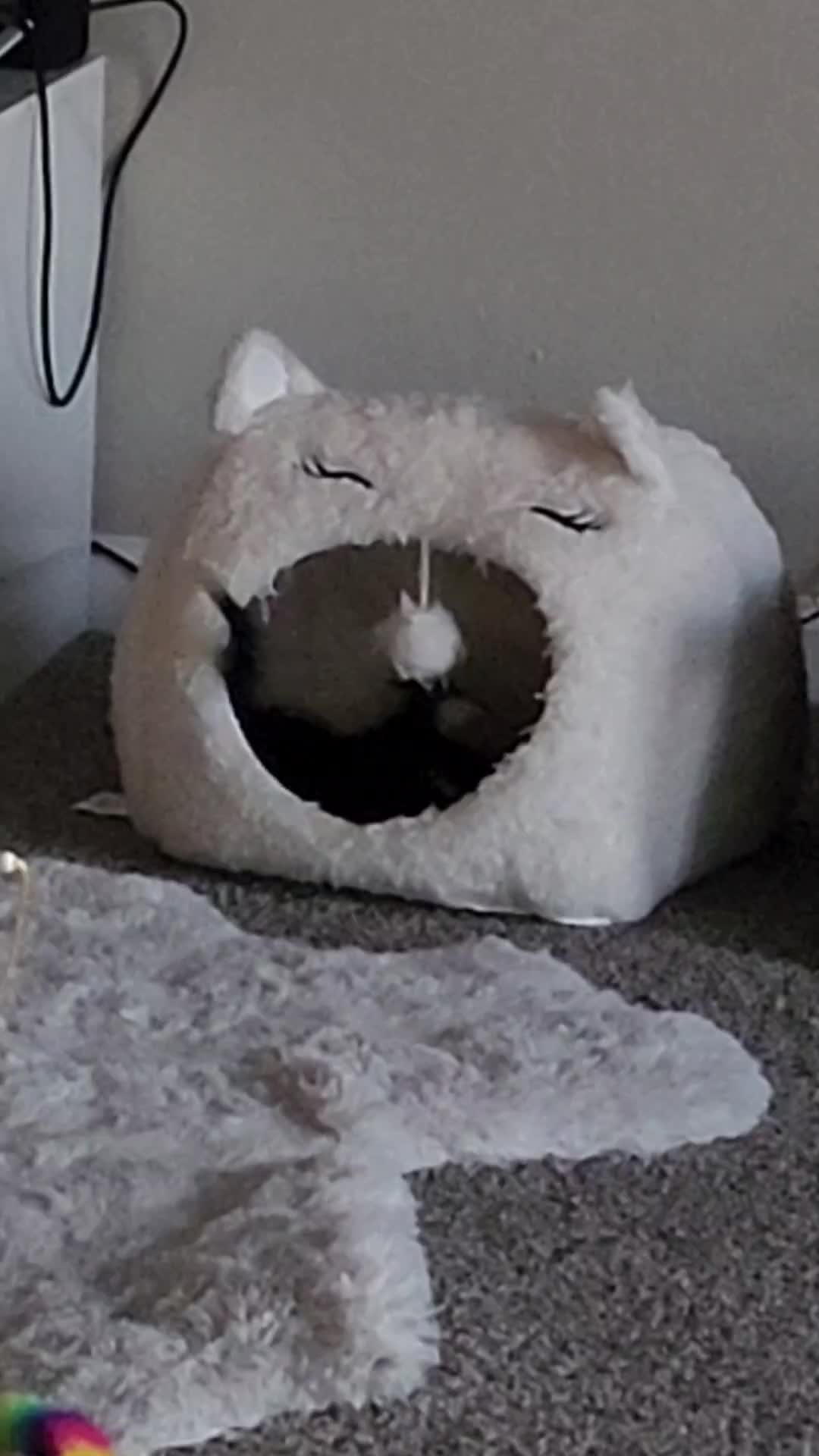 @Superkitties