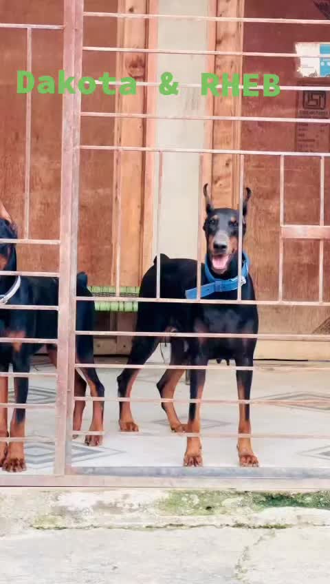@charger bully dog kennel
