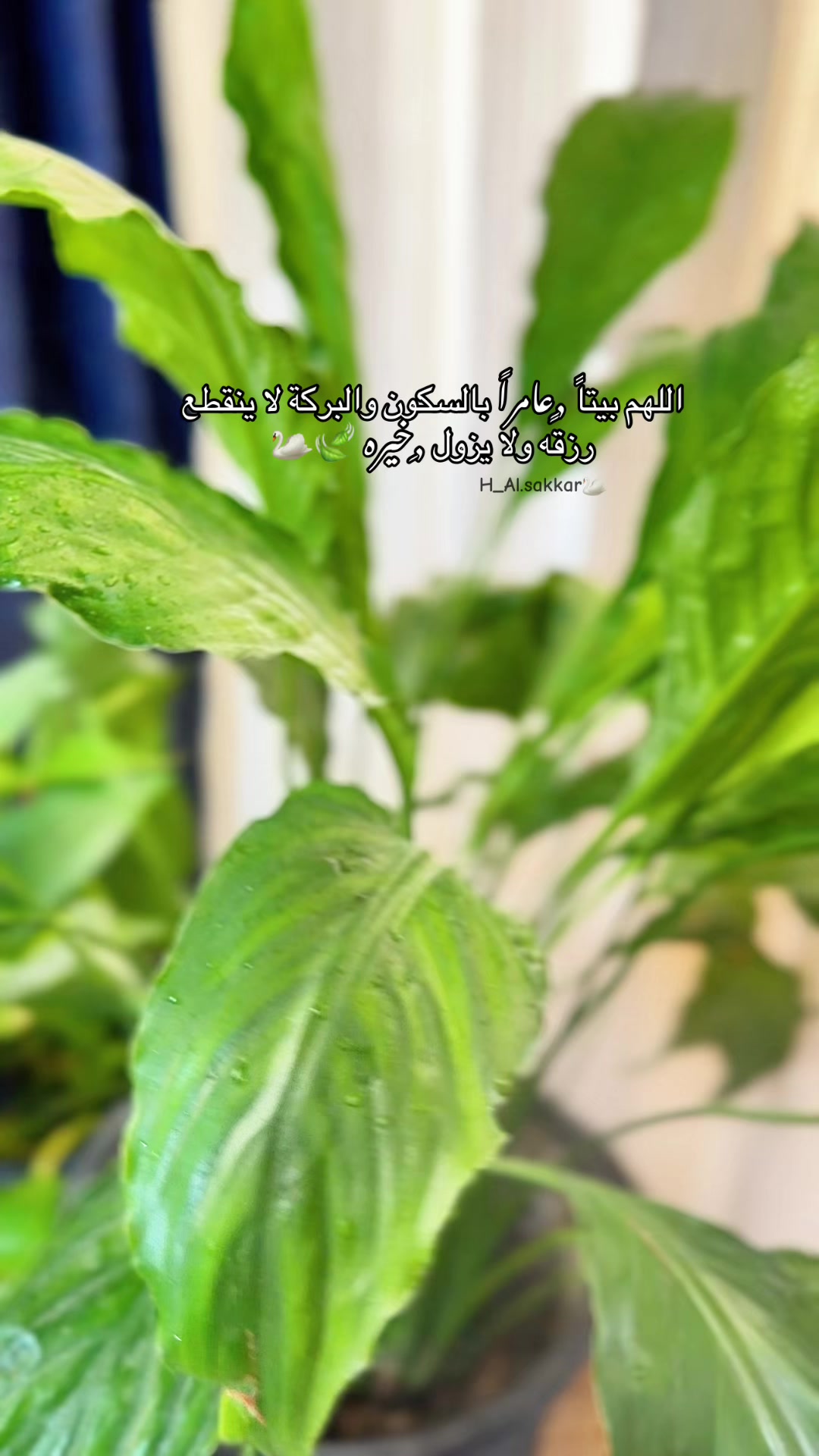 @امہٰۣ الہٰۣۗلہٰۣۗۧﹻولہٰۣۗ H 👑