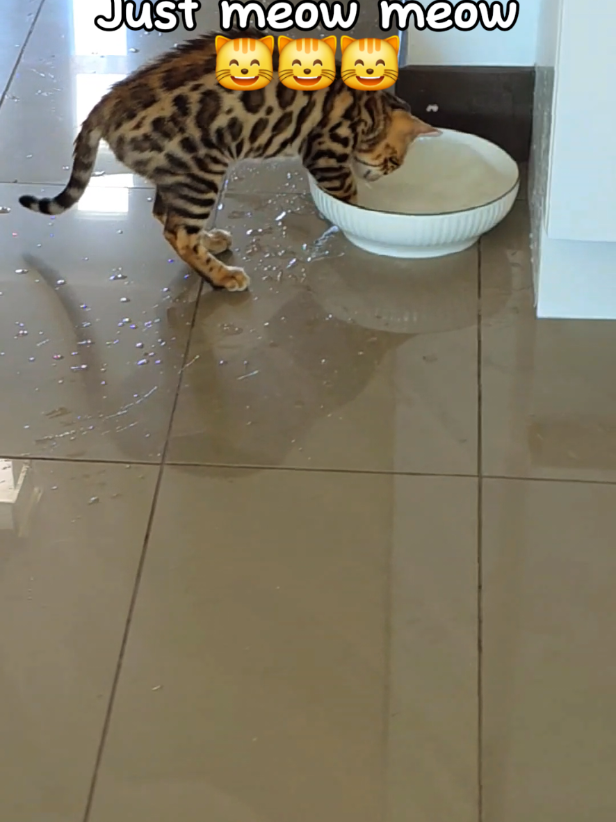 @Cat😺