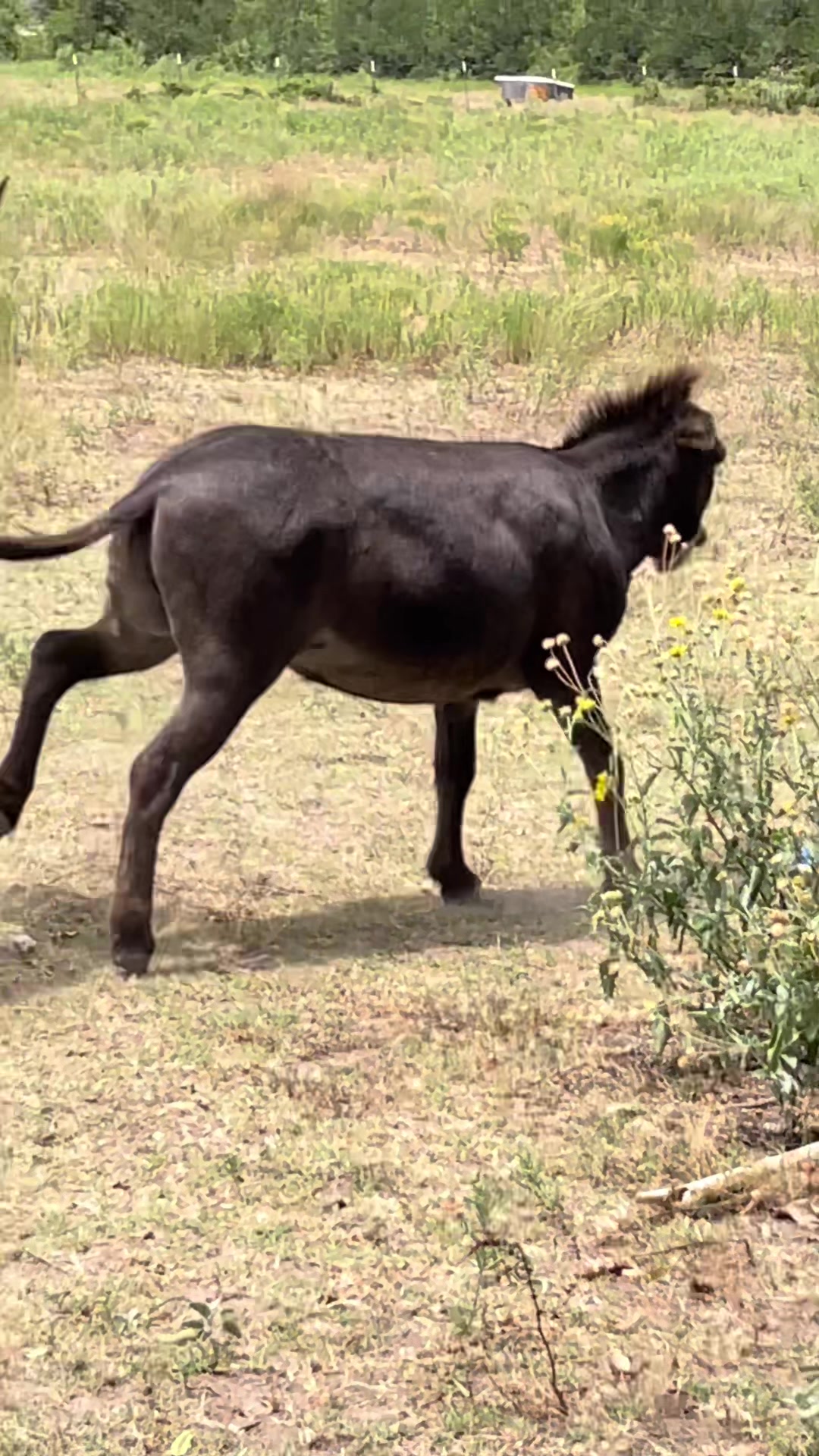 @DonkeyDaily
