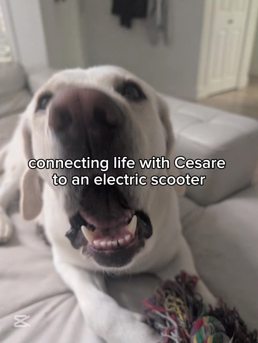 @Life With cesare