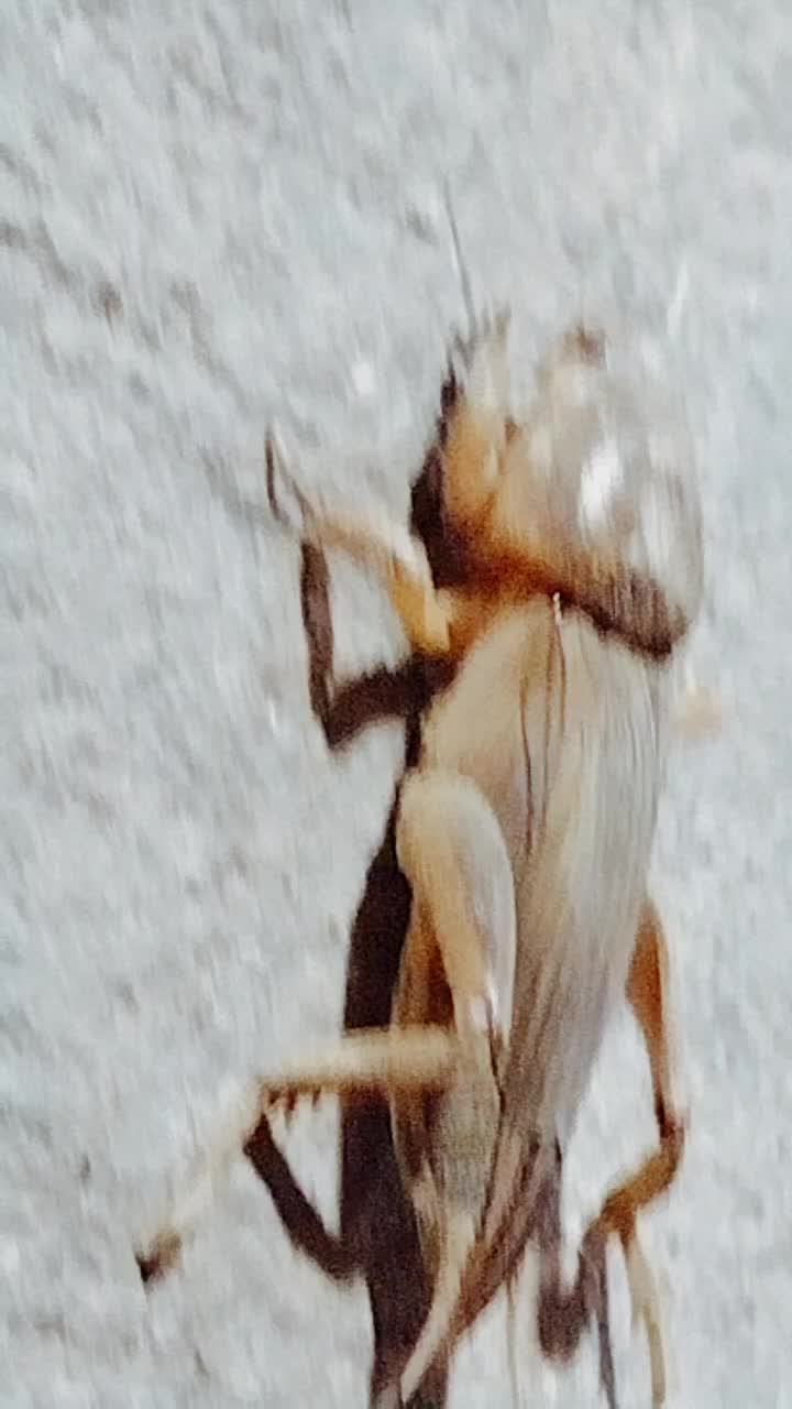 @$LitterPatrol