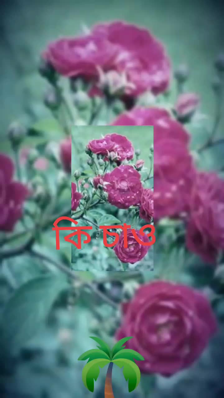 @❤️কস্টের পাহাড়❤️