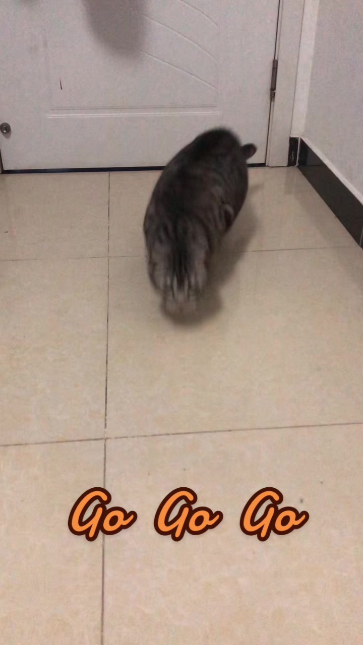 @Ice-creamy cat