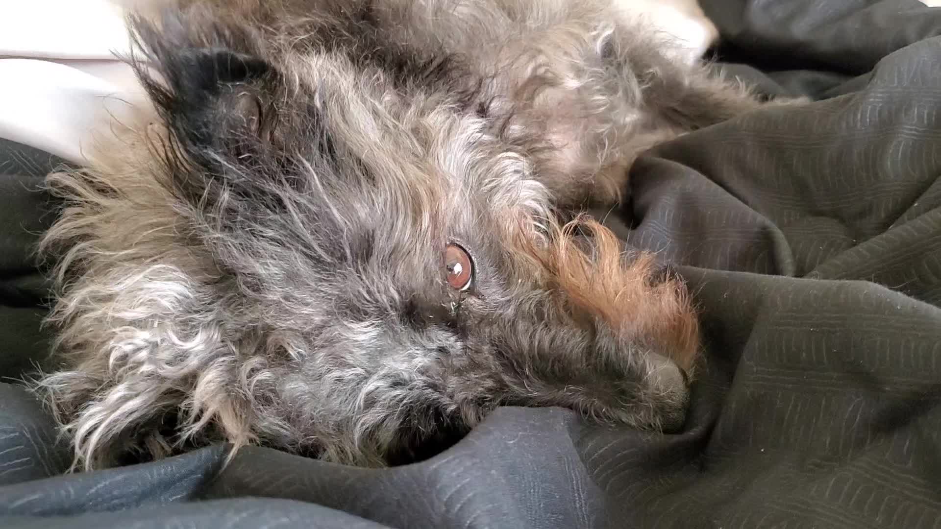 @Toto the Mutt
