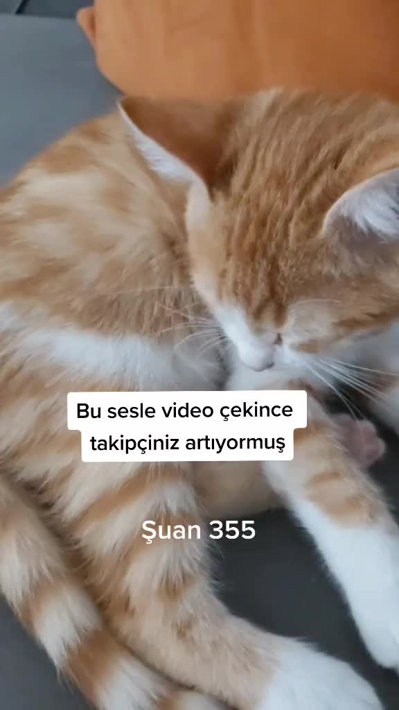 @Sarı bir kedi
