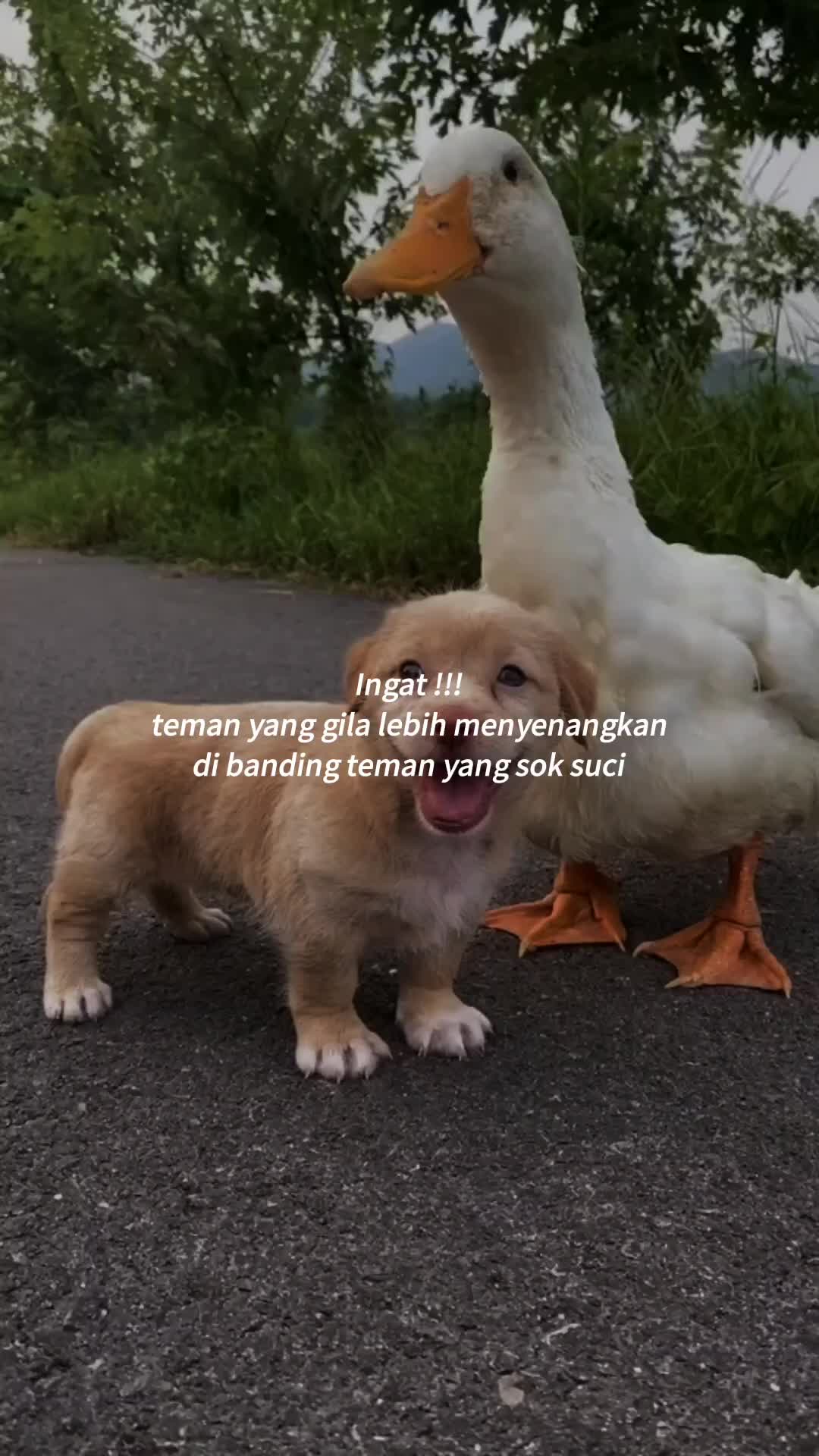 @imasdim08