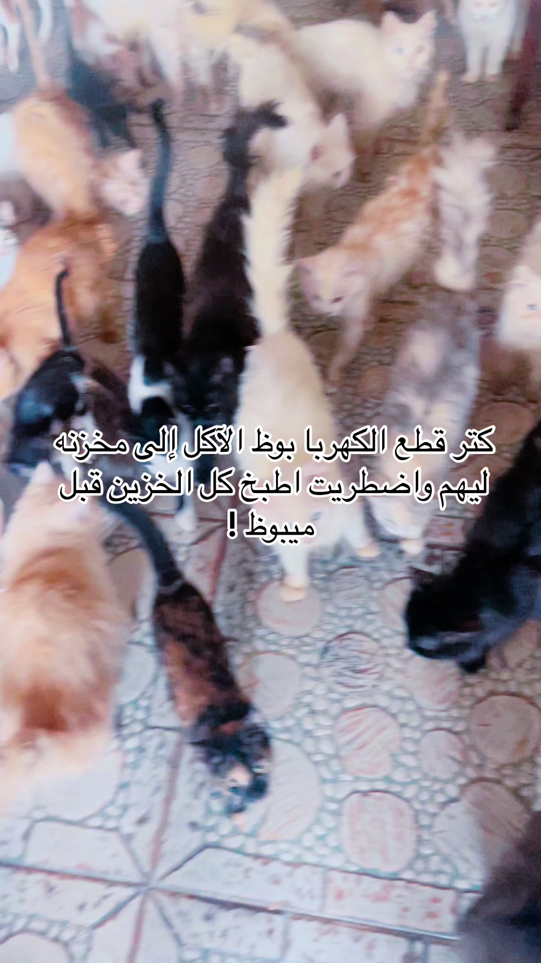 @mohammed and his cats😺