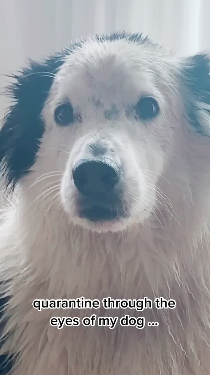 @baygiaussie