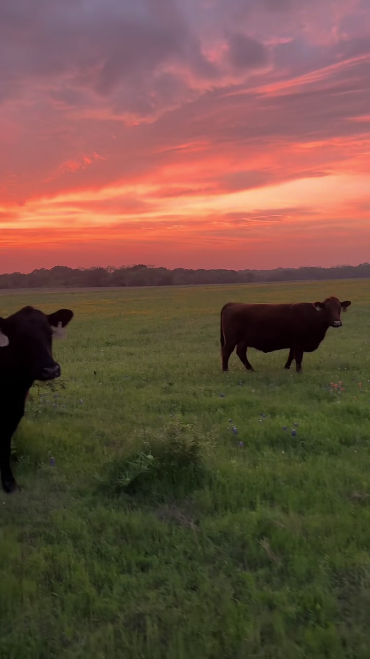 @M5 Red Angus