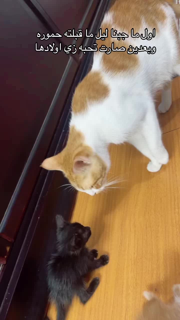@asoolcat