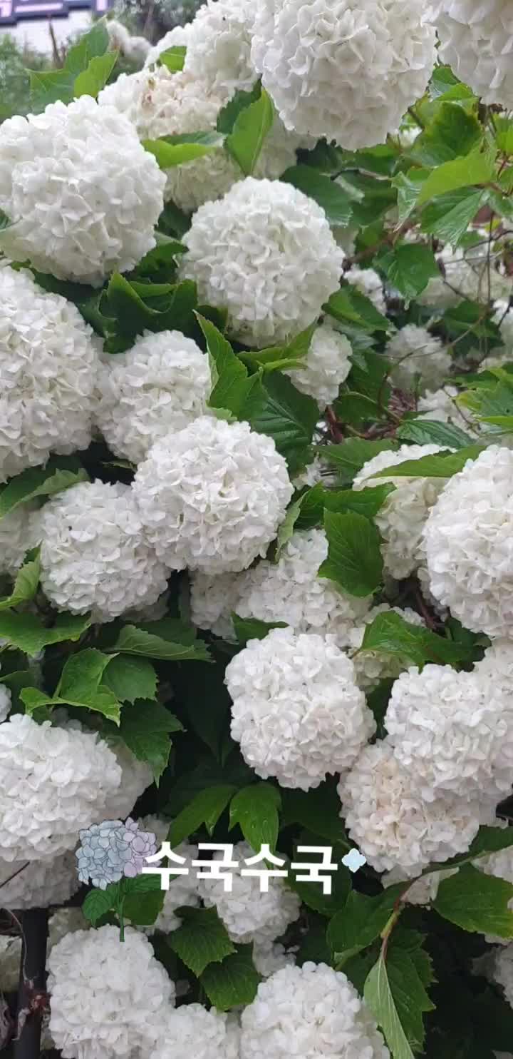 @도보여행가 김도경
