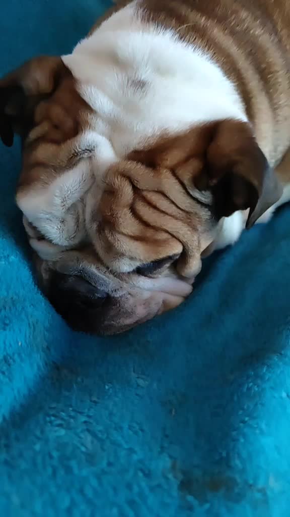 @In memory of Ben "The Bulldog"