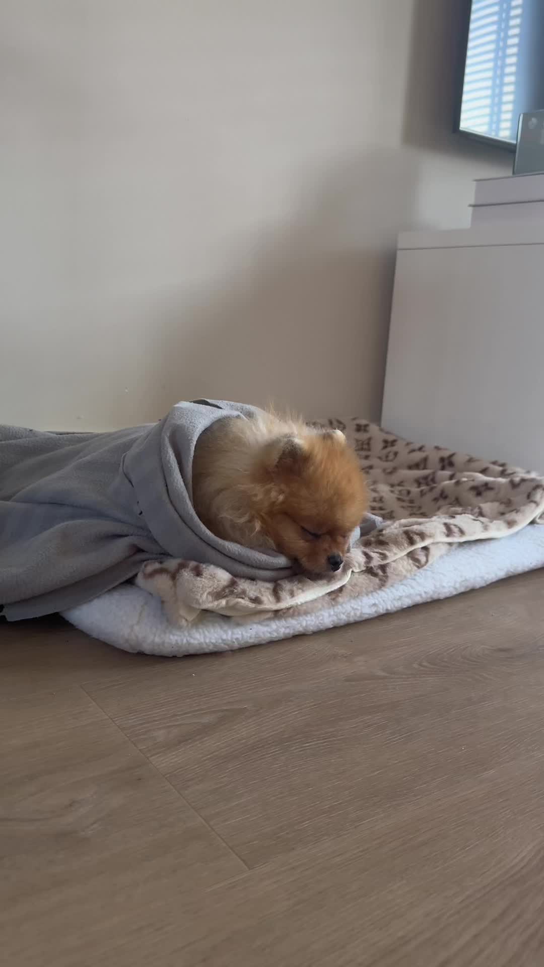 @yoshi.thepom