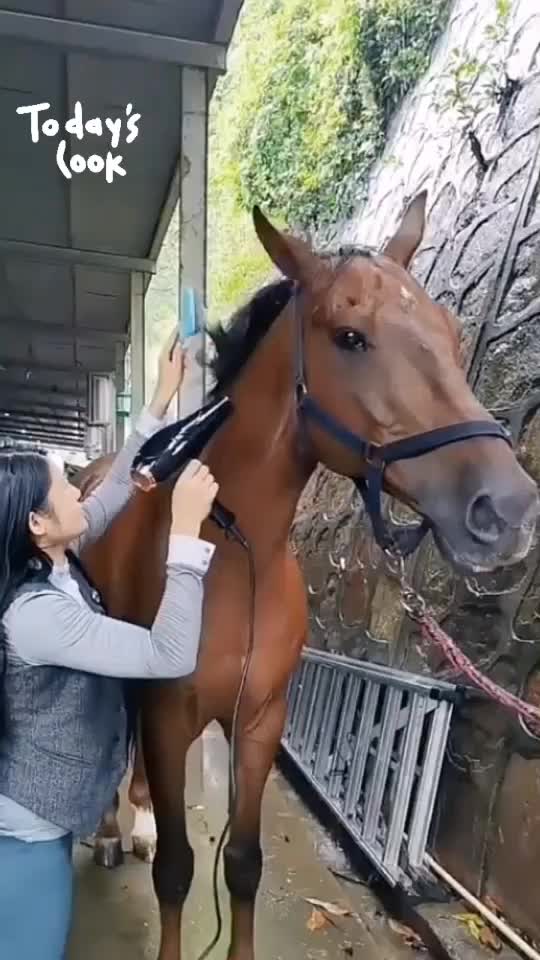 @Horse🐴🦄💕