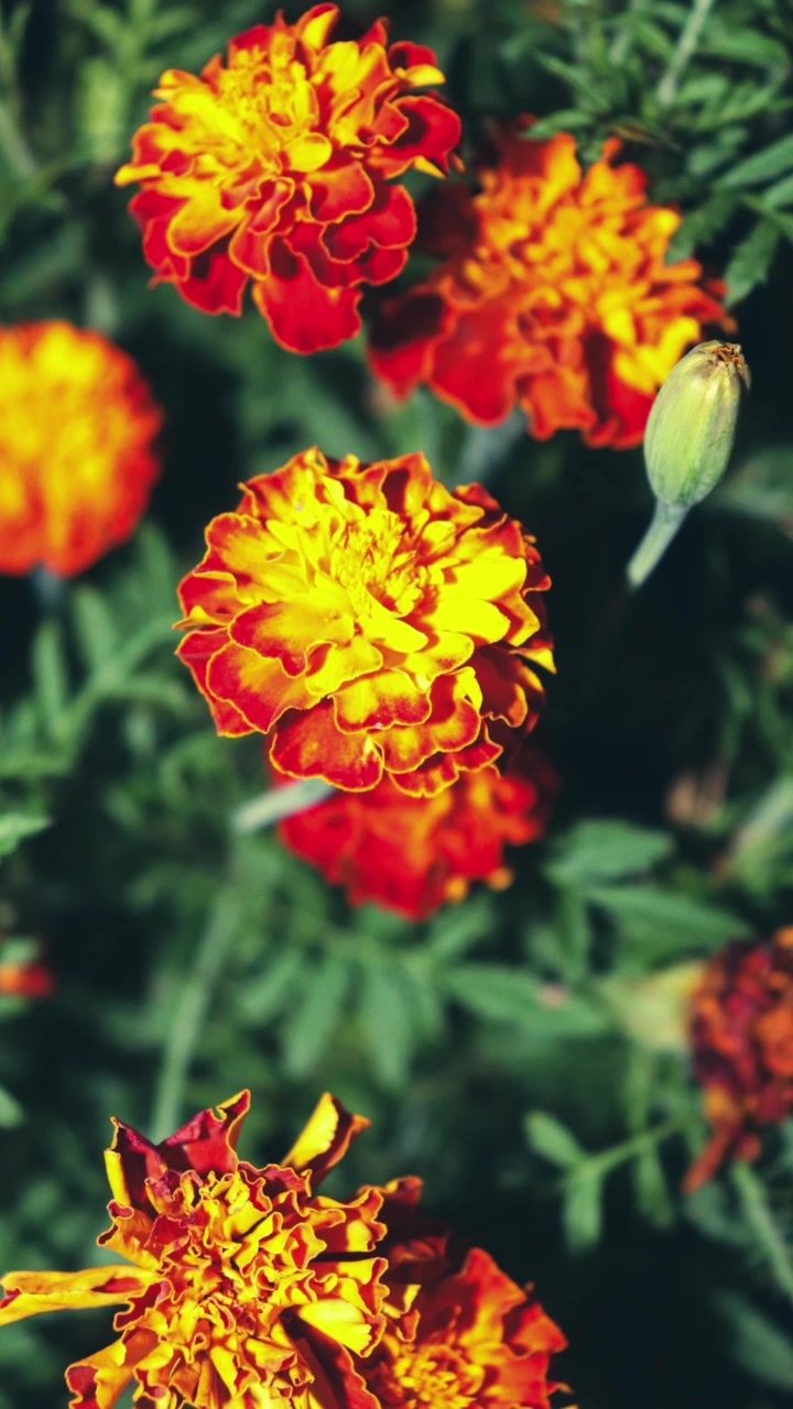 @Danaes Photography