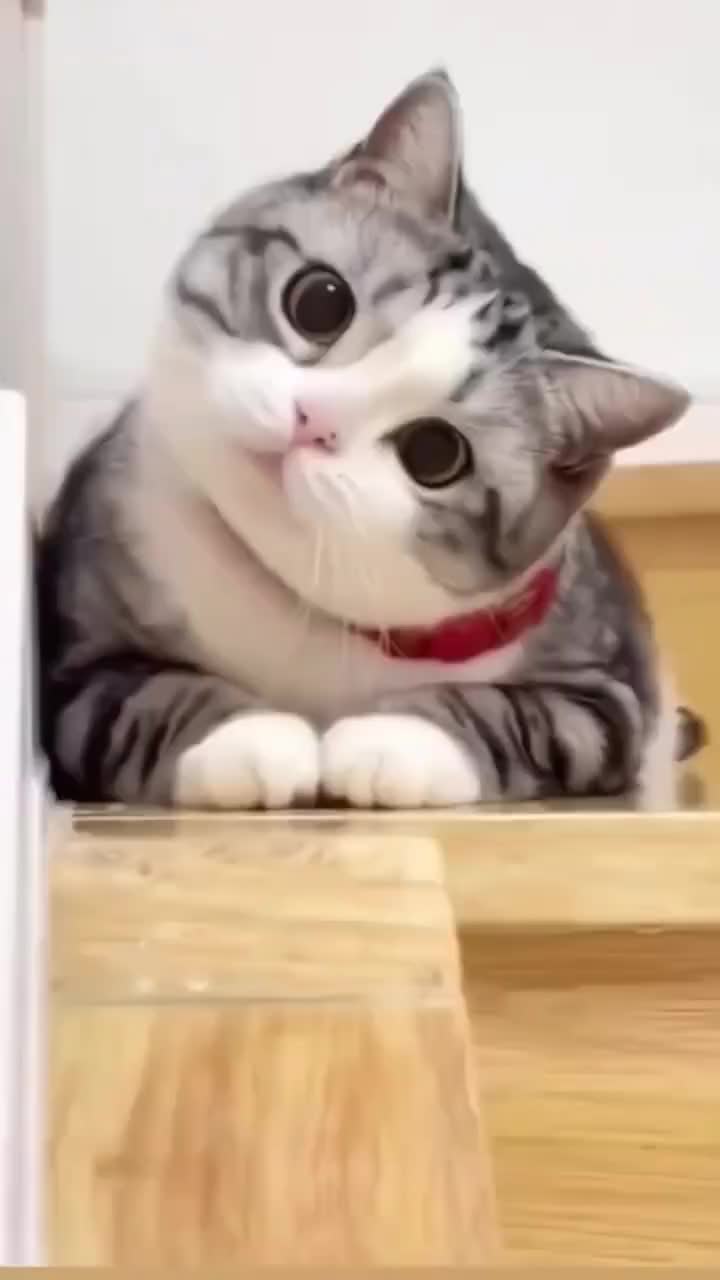 @Lin