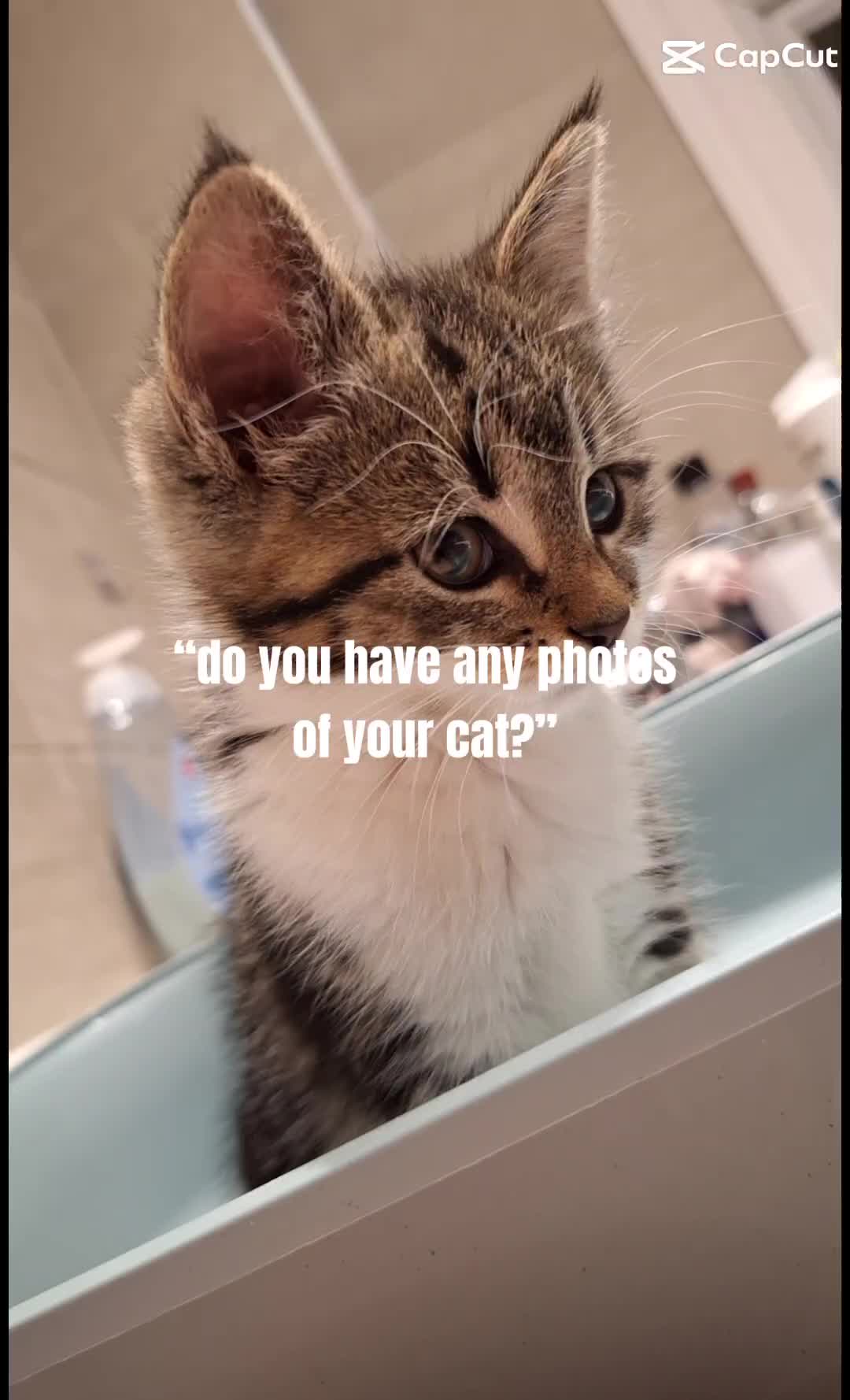 @Bengal_momma❤️